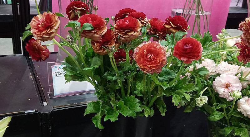 陸蓮花 紅 (圖片1)