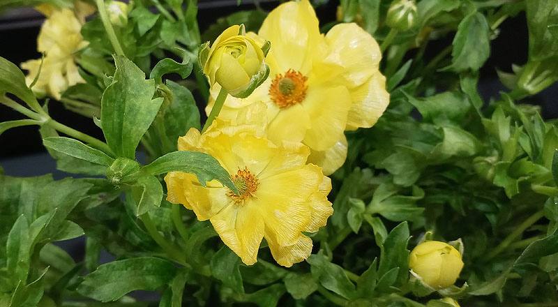 陸蓮花 黃 (圖片4)