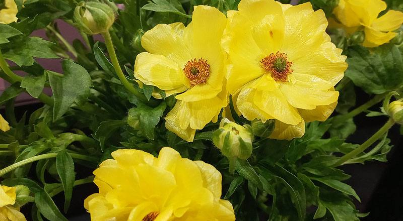 陸蓮花 黃 (圖片2)