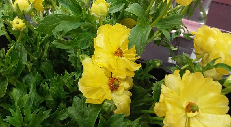 陸蓮花 黃 (圖片3)