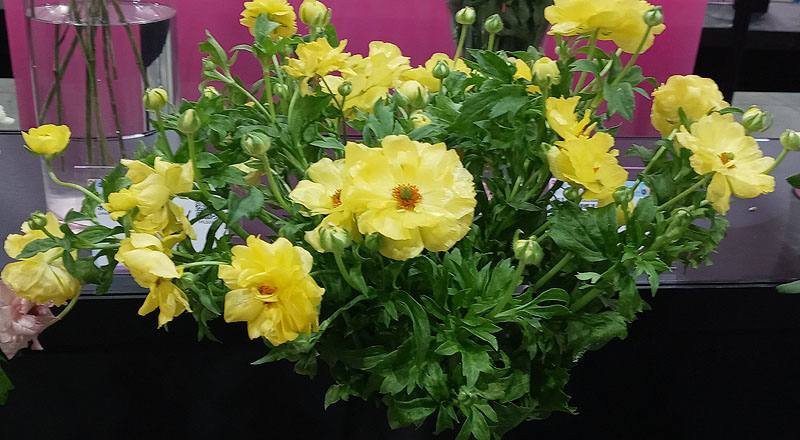 陸蓮花 黃 (圖片1)