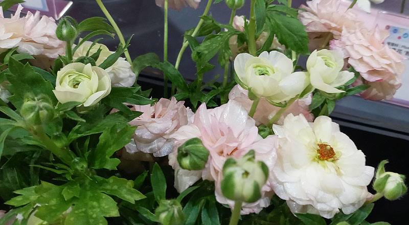 陸蓮花 粉 (圖片4)