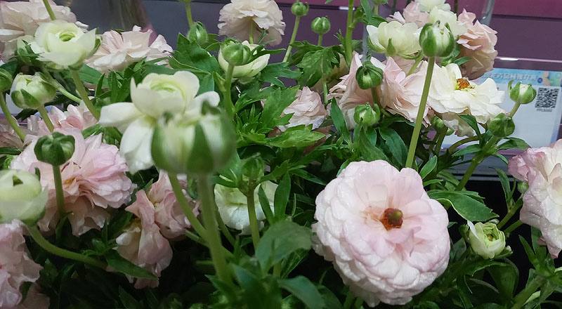 陸蓮花 粉 (圖片2)