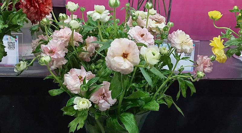 陸蓮花 粉 (圖片1)