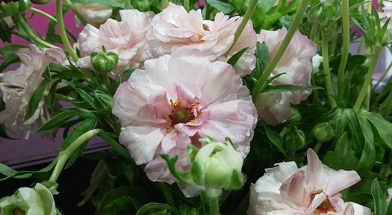 陸蓮花 粉 (圖片3)