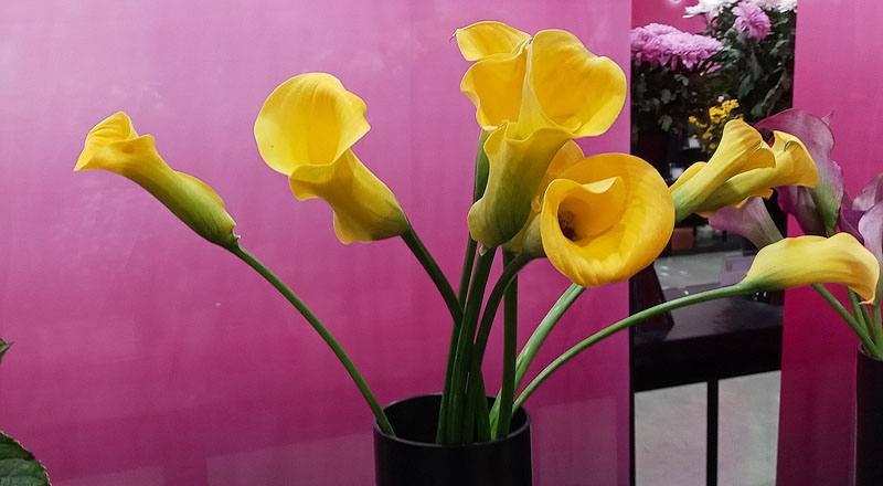 海芋 黃 (圖片1)