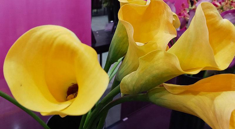 海芋 黃 (圖片3)