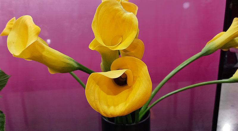 海芋 黃 (圖片2)