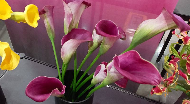 海芋 粉 (圖片3)