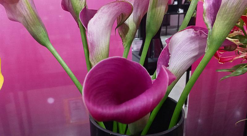 海芋 粉 (圖片2)