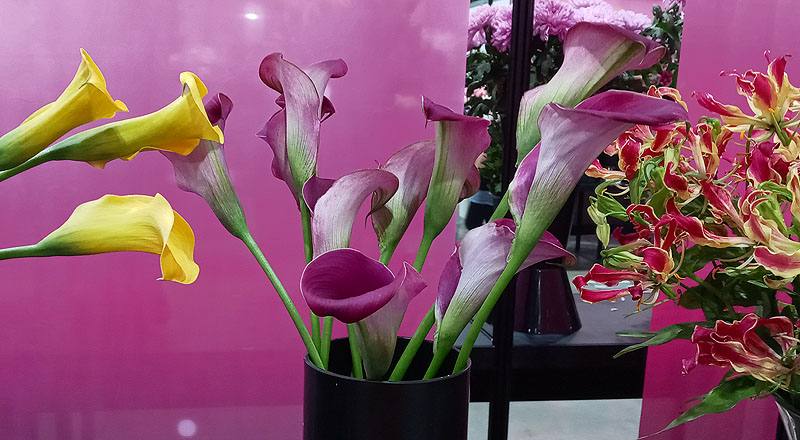 海芋 粉 (圖片1)