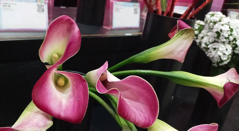 海芋 紫 (圖片2)