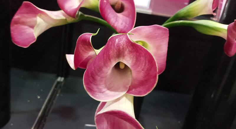 海芋 紫 (圖片3)