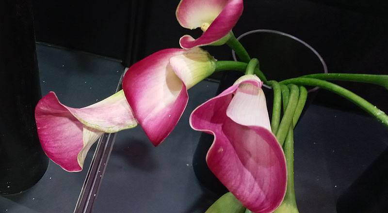 海芋 紫 (圖片4)