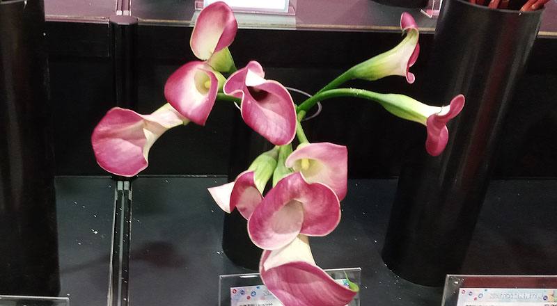 海芋 紫 (圖片1)