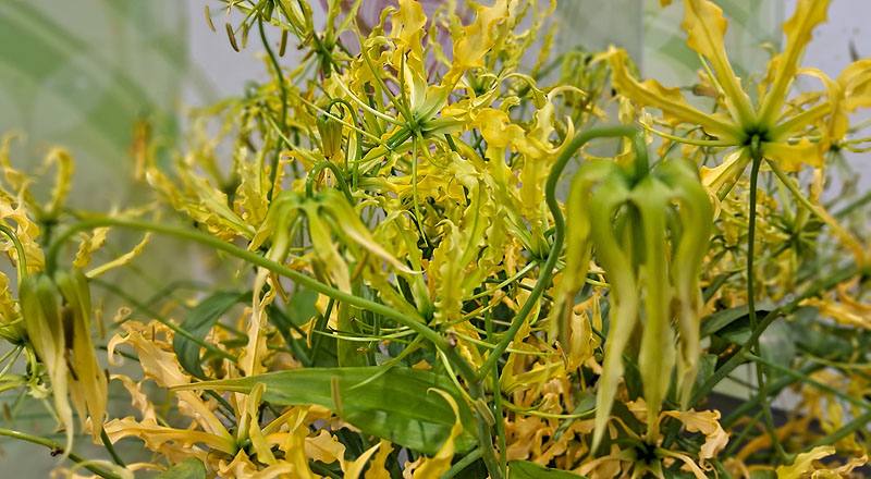 其他花卉 火焰百合黃 (圖片3)