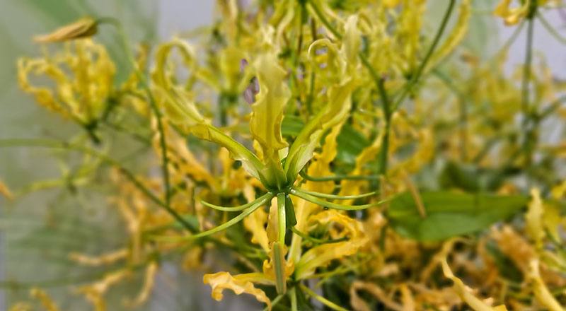 其他花卉 火焰百合黃 (圖片2)