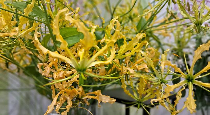 其他花卉 火焰百合黃 (圖片1)