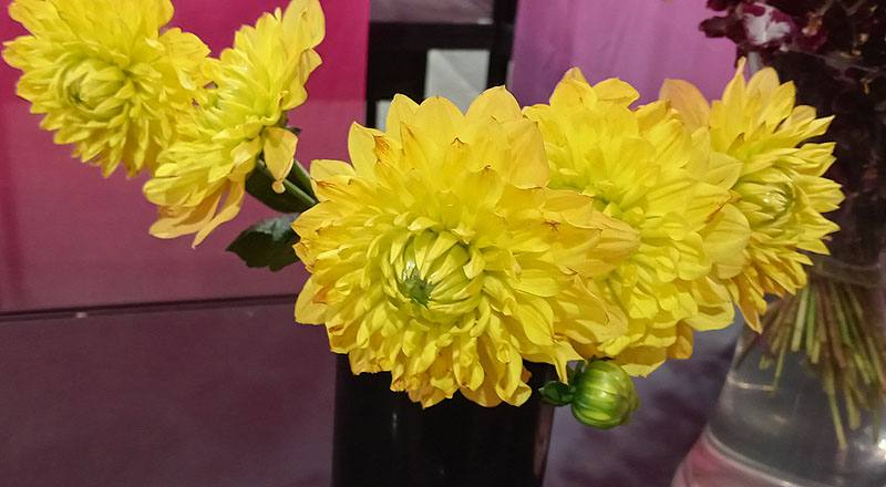 大理花 秋陽 (圖片1)