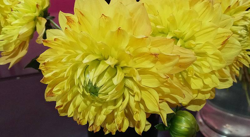 大理花 秋陽 (圖片2)