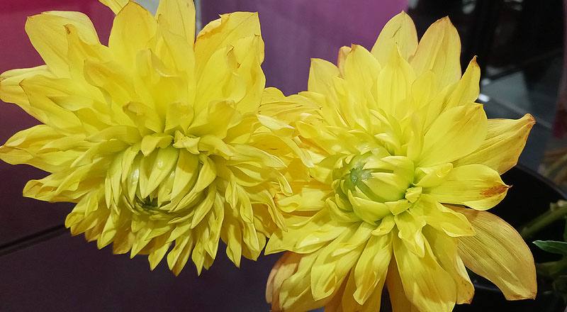 大理花 秋陽 (圖片3)