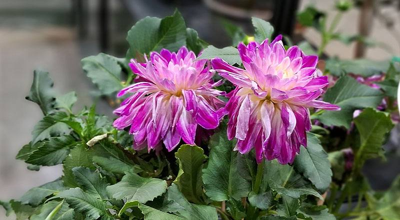 大理花 夏荷 (圖片1)