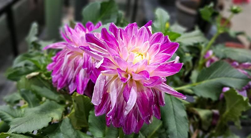 大理花 夏荷 (圖片2)