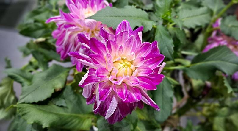 大理花 夏荷 (圖片3)