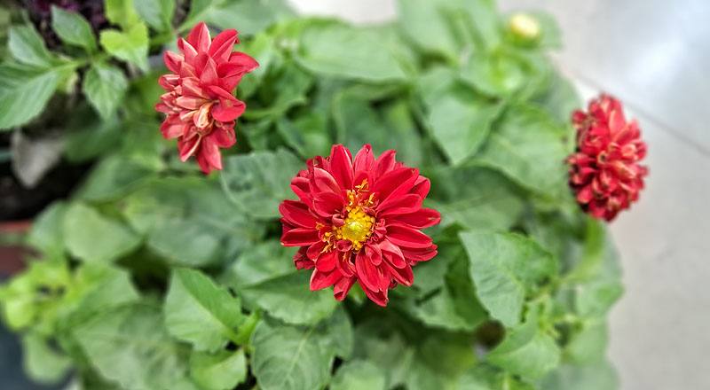 大理花 璀燦 (圖片4)