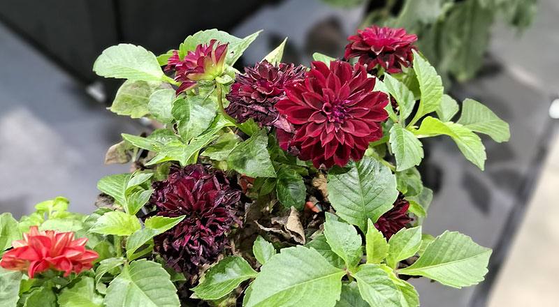 大理花 璀燦 (圖片1)