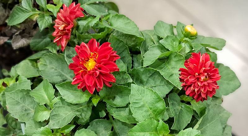 大理花 璀燦 (圖片3)