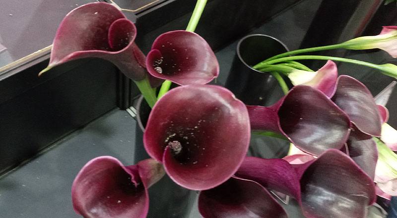 海芋 紫黑 (圖片3)