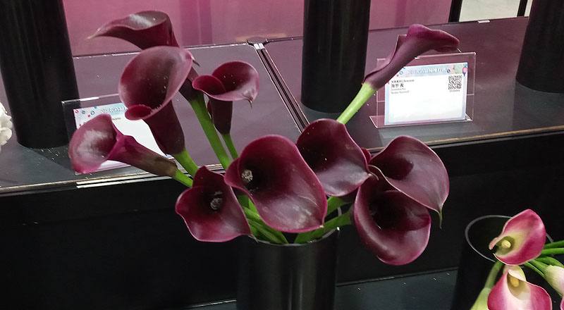 海芋 紫黑 (圖片1)