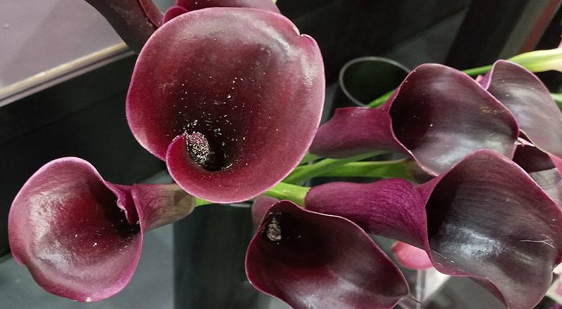 海芋 紫黑 (圖片4)