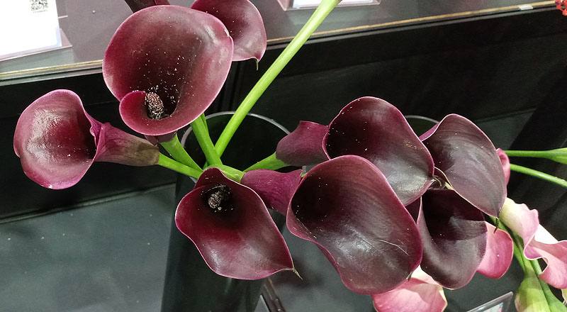 海芋 紫黑 (圖片2)