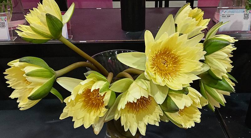 睡蓮 黃 (圖片2)