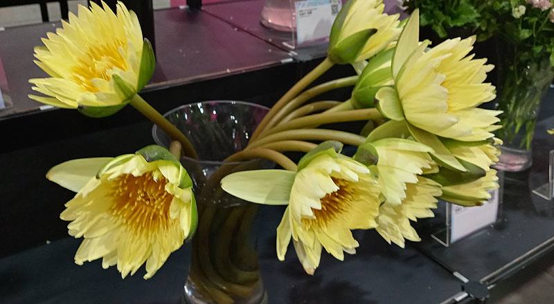 睡蓮 黃 (圖片1)