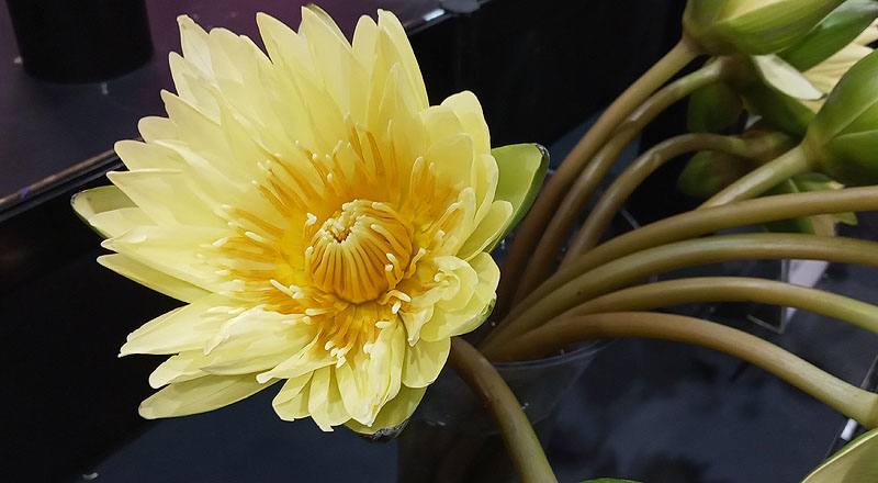 睡蓮 黃 (圖片5)