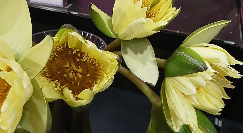 睡蓮 黃 (圖片4)