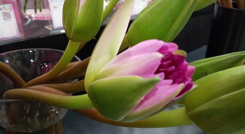 睡蓮 紅 (圖片2)