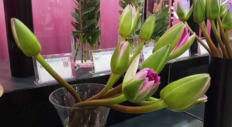 睡蓮 紅 (圖片1)