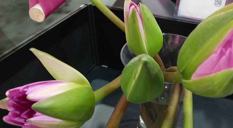 睡蓮 紅 (圖片3)