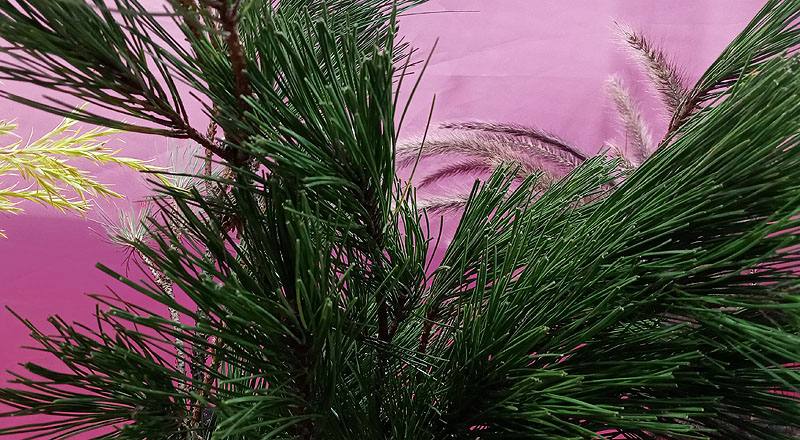 三葉松(花松) (圖片2)