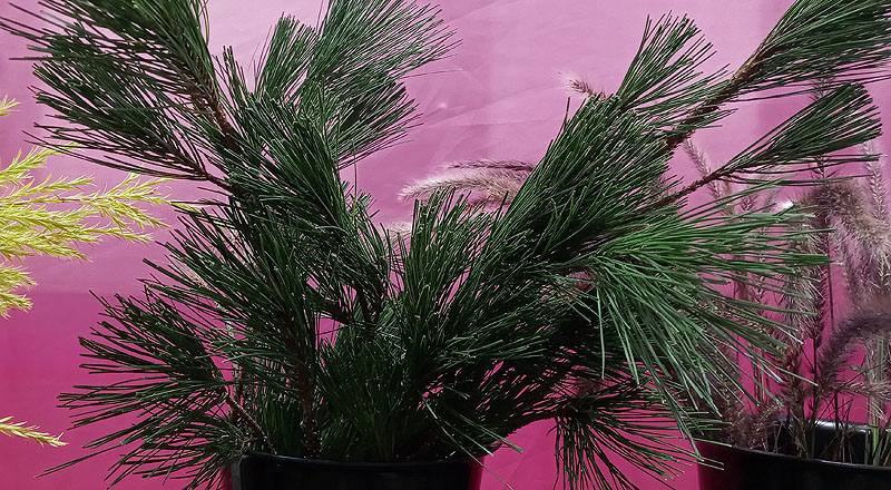 三葉松(花松) (圖片1)