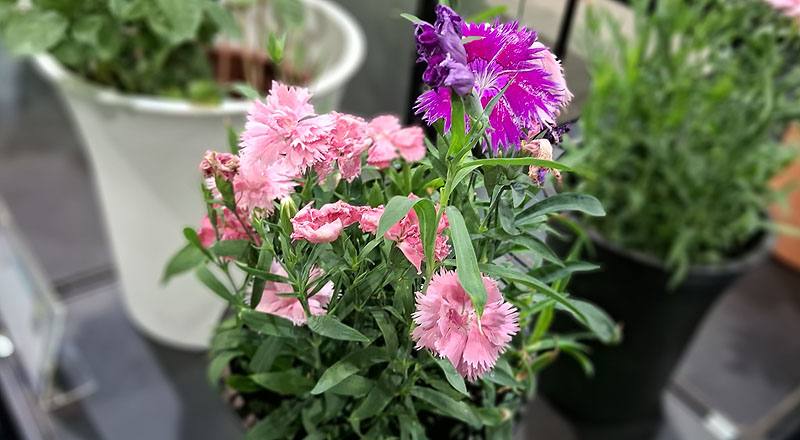 石竹 嘉年華 (圖片1)