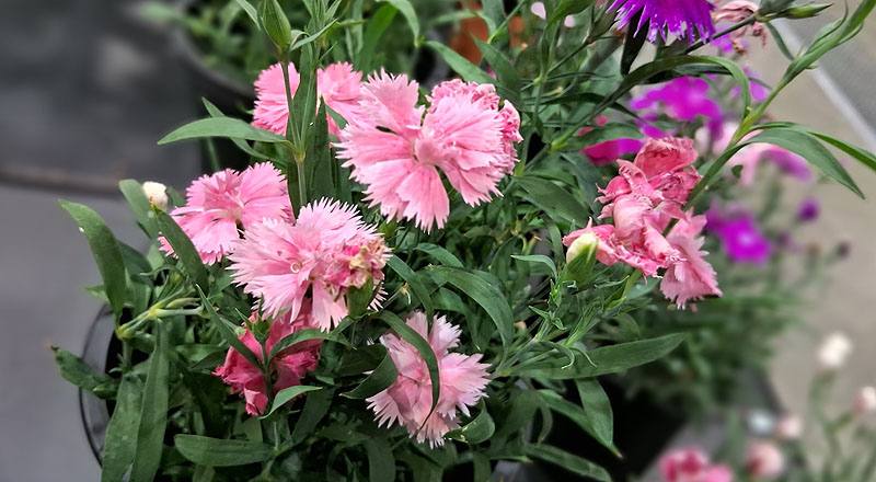 石竹 嘉年華 (圖片2)