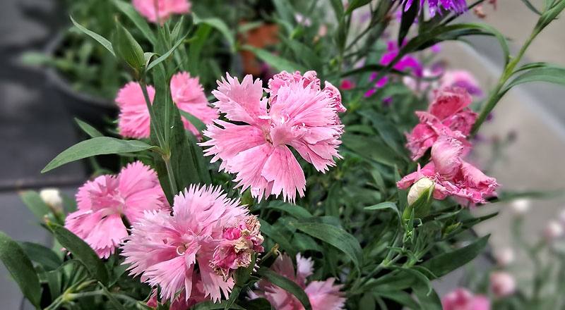 石竹 嘉年華 (圖片3)
