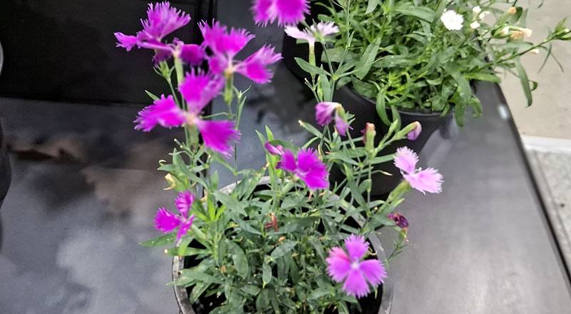 石竹 女人香 (圖片1)