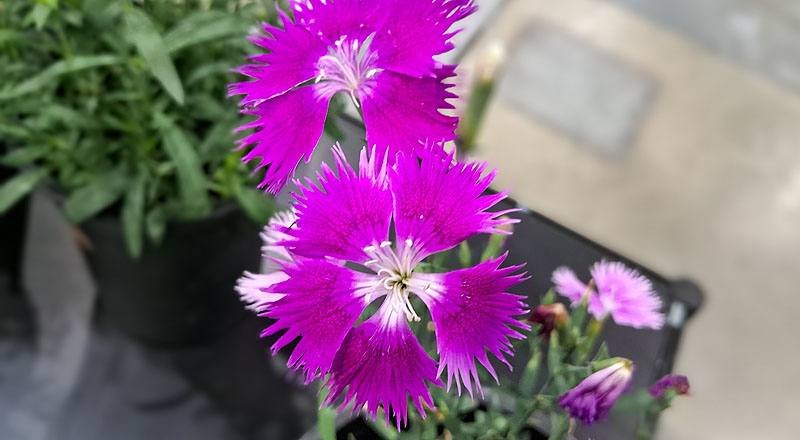 石竹 女人香 (圖片3)