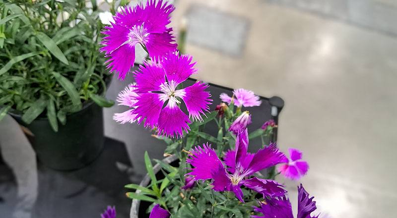 石竹 女人香 (圖片2)